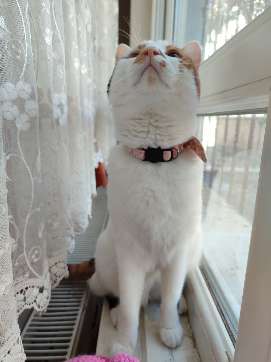 Boynumus koklemeliktir