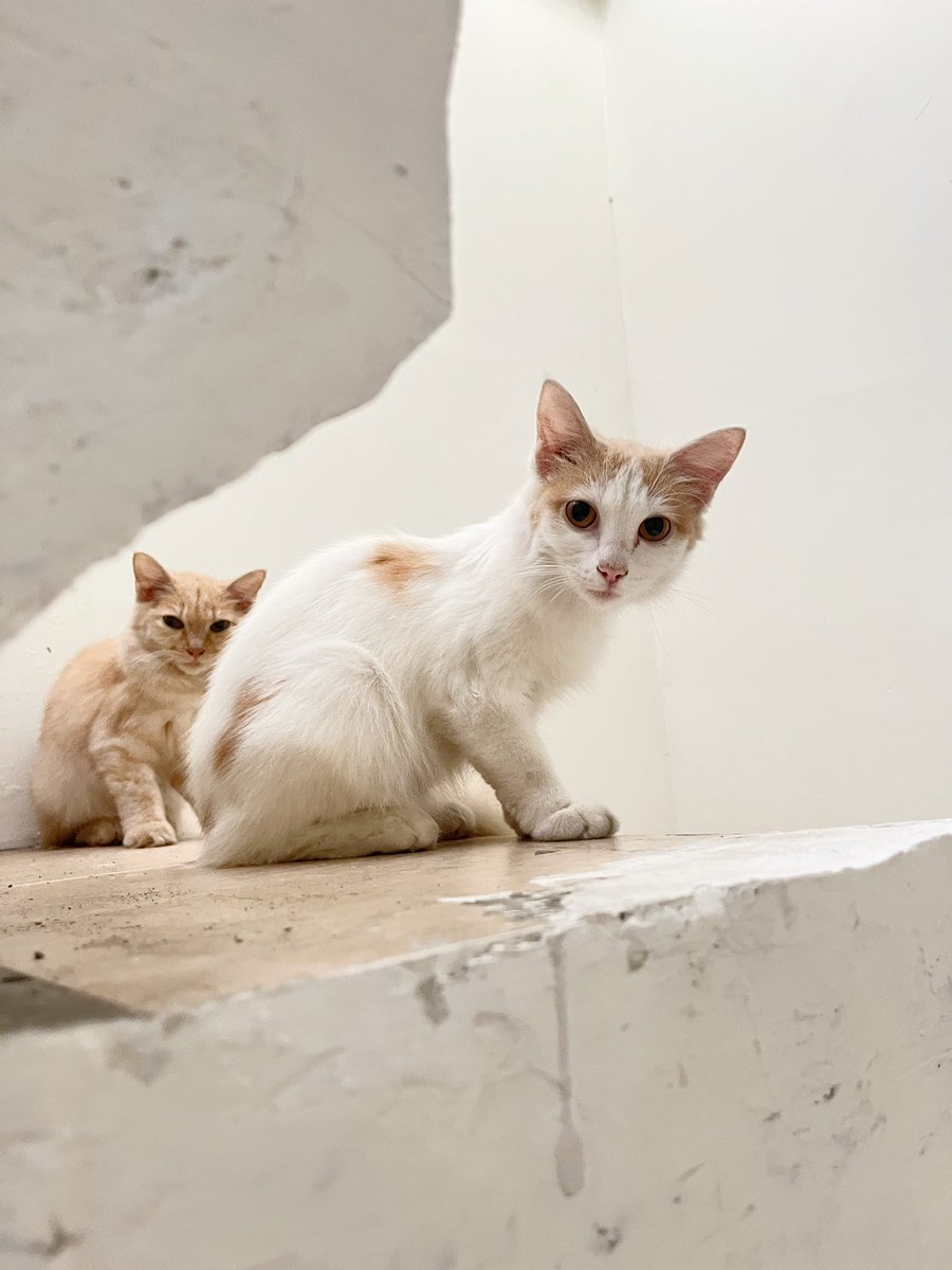 kimwifeys's tweet photo. HELP RT 🤍 thank you!
Open adopt adopsi kucing ras
Lokasi Bintaro - Juramangu
FREE
Kasian lucu-lucu tapi yang punya udah gak sempet ngurusin. Kalo ada paw parent yang betulan sayang kucing dan mau komitmen untuk rawat, dm aja ya.
#adopsikucing #adoptkucing https://t.co/SyqplDug9U