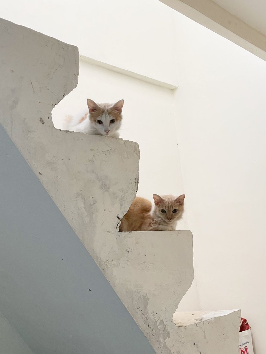 kimwifeys's tweet photo. HELP RT 🤍 thank you!
Open adopt adopsi kucing ras
Lokasi Bintaro - Juramangu
FREE
Kasian lucu-lucu tapi yang punya udah gak sempet ngurusin. Kalo ada paw parent yang betulan sayang kucing dan mau komitmen untuk rawat, dm aja ya.
#adopsikucing #adoptkucing https://t.co/SyqplDug9U