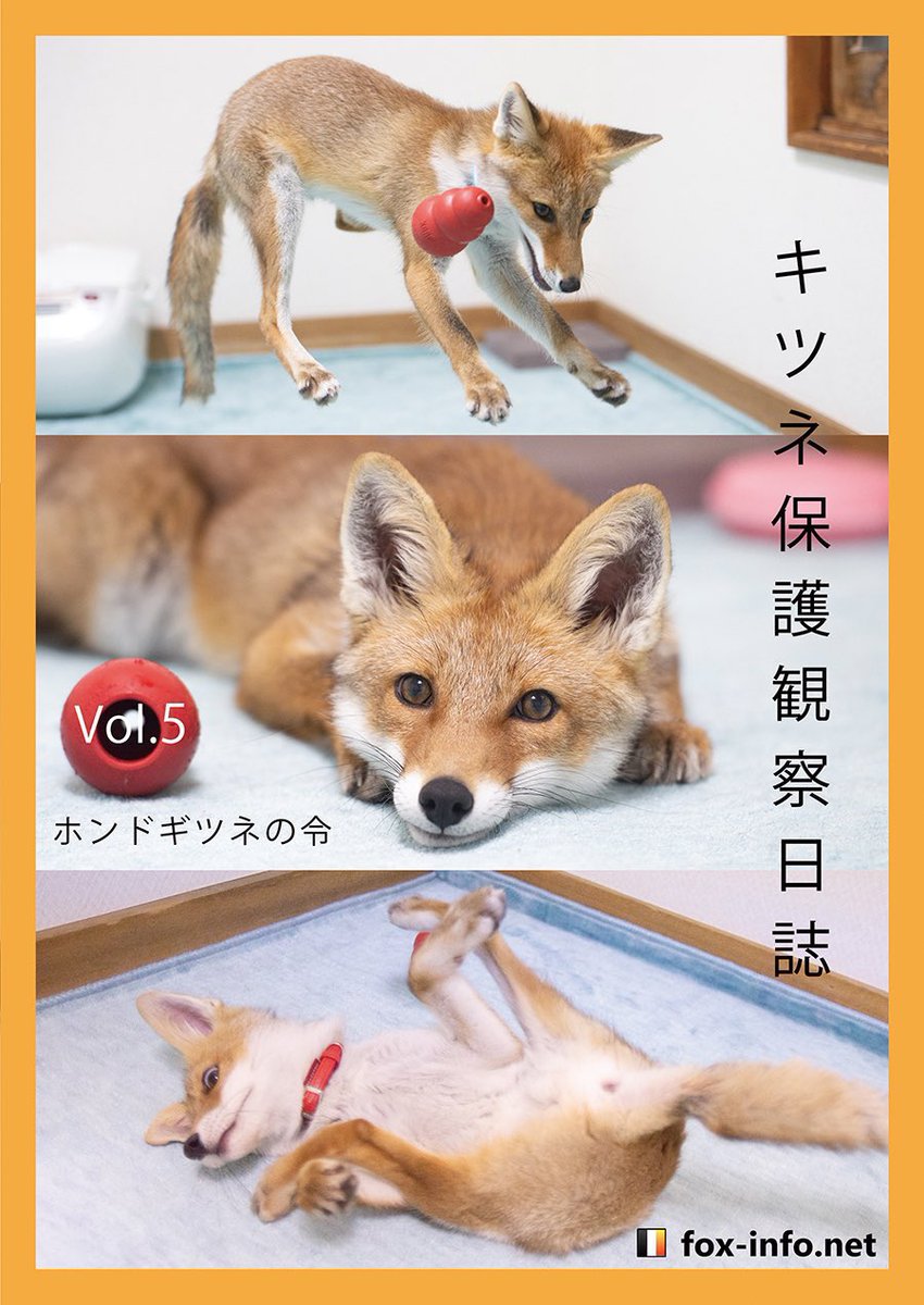 fox_info_net's tweet photo. 📣🦊コミケC106参加します！

酷暑の中ガチモフ激ヤバきつねサークルに来て人類をコャがらせましょう🦊🦈

総集編！「キツネ保護観察日誌Vol.5」持ってきます！(前回発刊の本です)
既刊やシャツ、グッズも全部持ってくよ！🦊✨✨

8/17(日)東6ク33abです！

今年のOBONもキツネと乗り切れ！！🦊👍

Webカタログ↓
https://t.co/VkY3K65Ry3