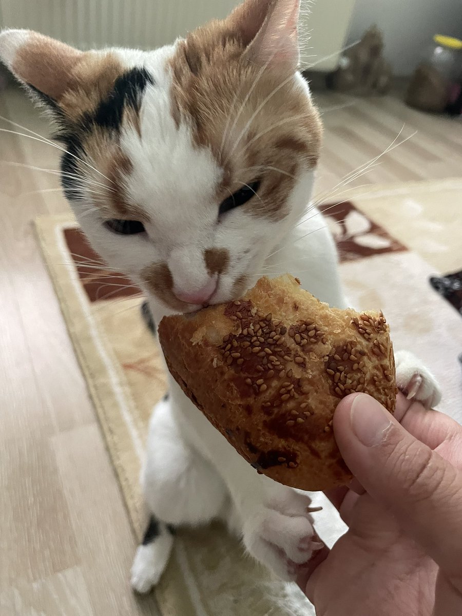 <a href="/Pisisavar/">Ulu Kamgal Bado</a>