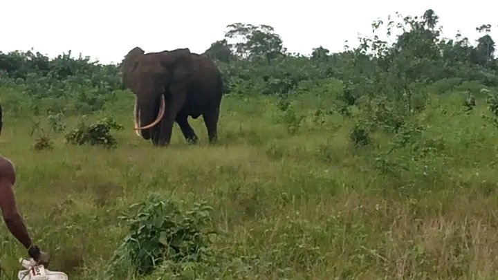 Elephant was sighted at Ilotombi town, Rivers State.
