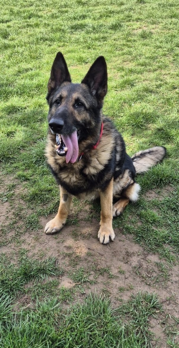 Sloppy tongue Sunday!! Have a great day everyone! 💙✨️💙