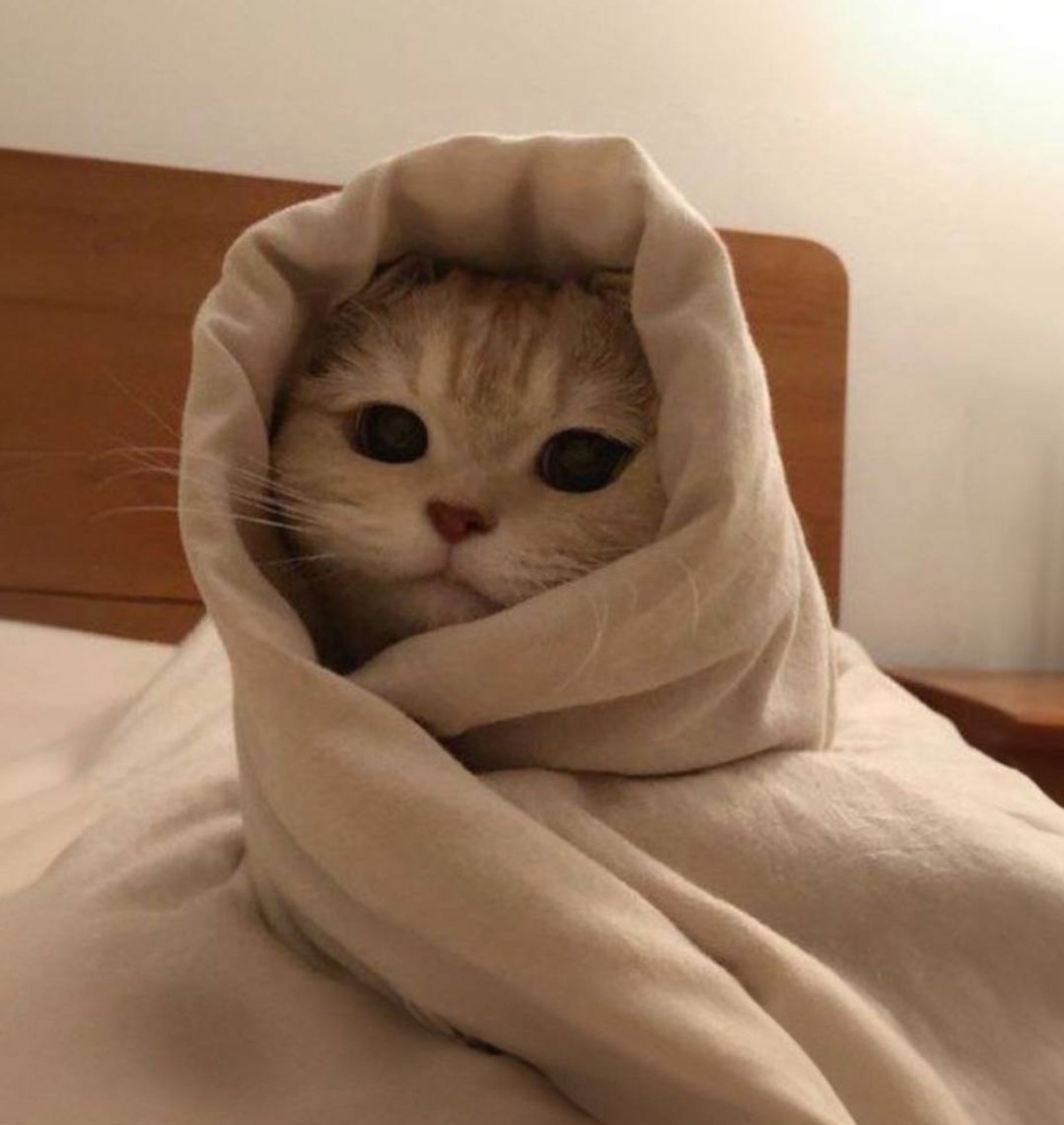 You soon will heard a lot about this kitty $GM