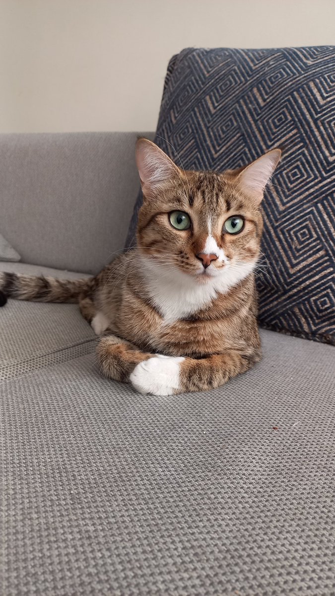 سوزنی 🤍 #واگذاری گربه‌ی دلربا به تهران، اروپا و کانادا #ریتوییت لطفا