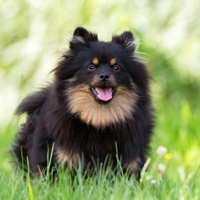🌙 Maak kennis met Moon – klein van stuk, groots in charme! 

Moon is een prachtig Pomeriaantje (Keeshondje), geb. dec. 2024, en staat aan het begin van een nieuw hoofdstuk in haar jonge leven. Ze is lief, sociaal, mensgericht en een echt allemansvriendje
dierenasielzwolle.nl/adopt/moon/