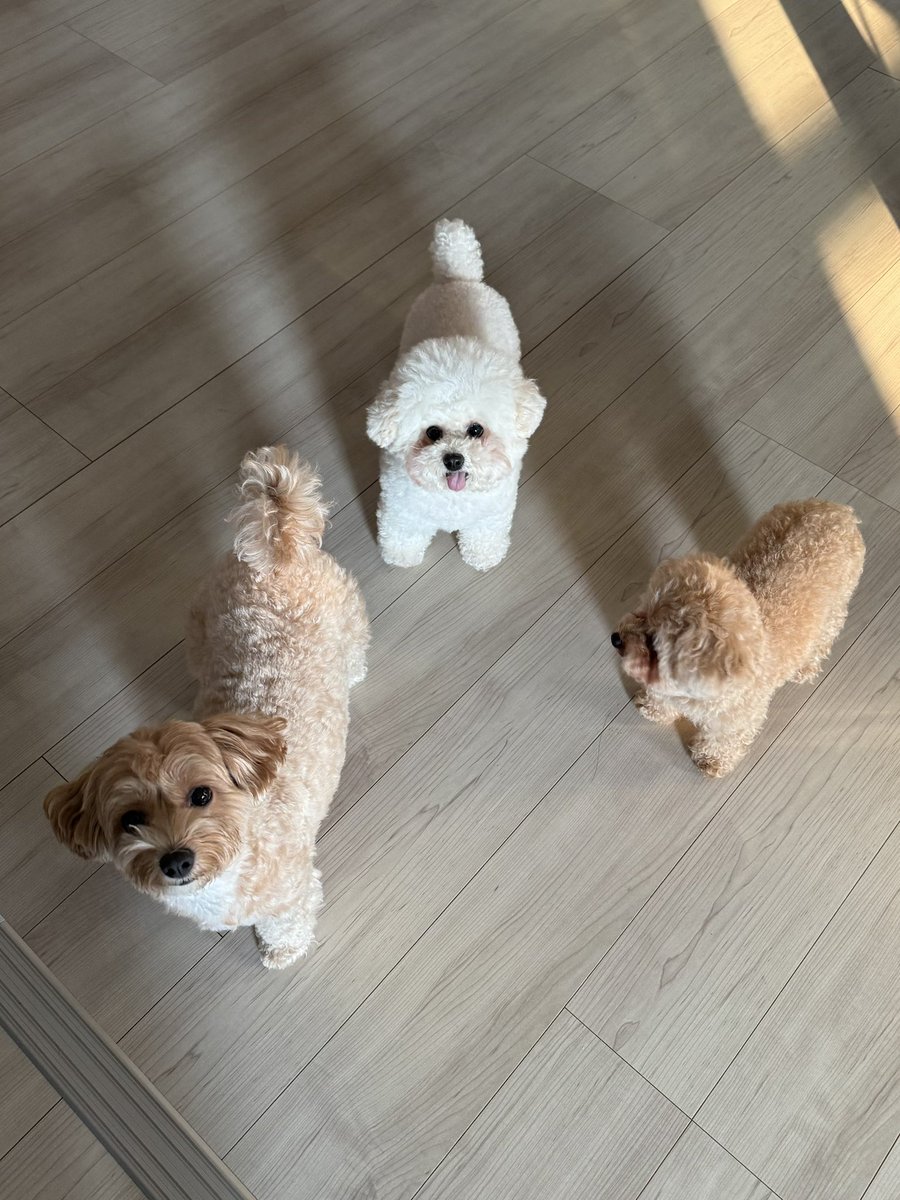 家が動物園になりつつある、癒し