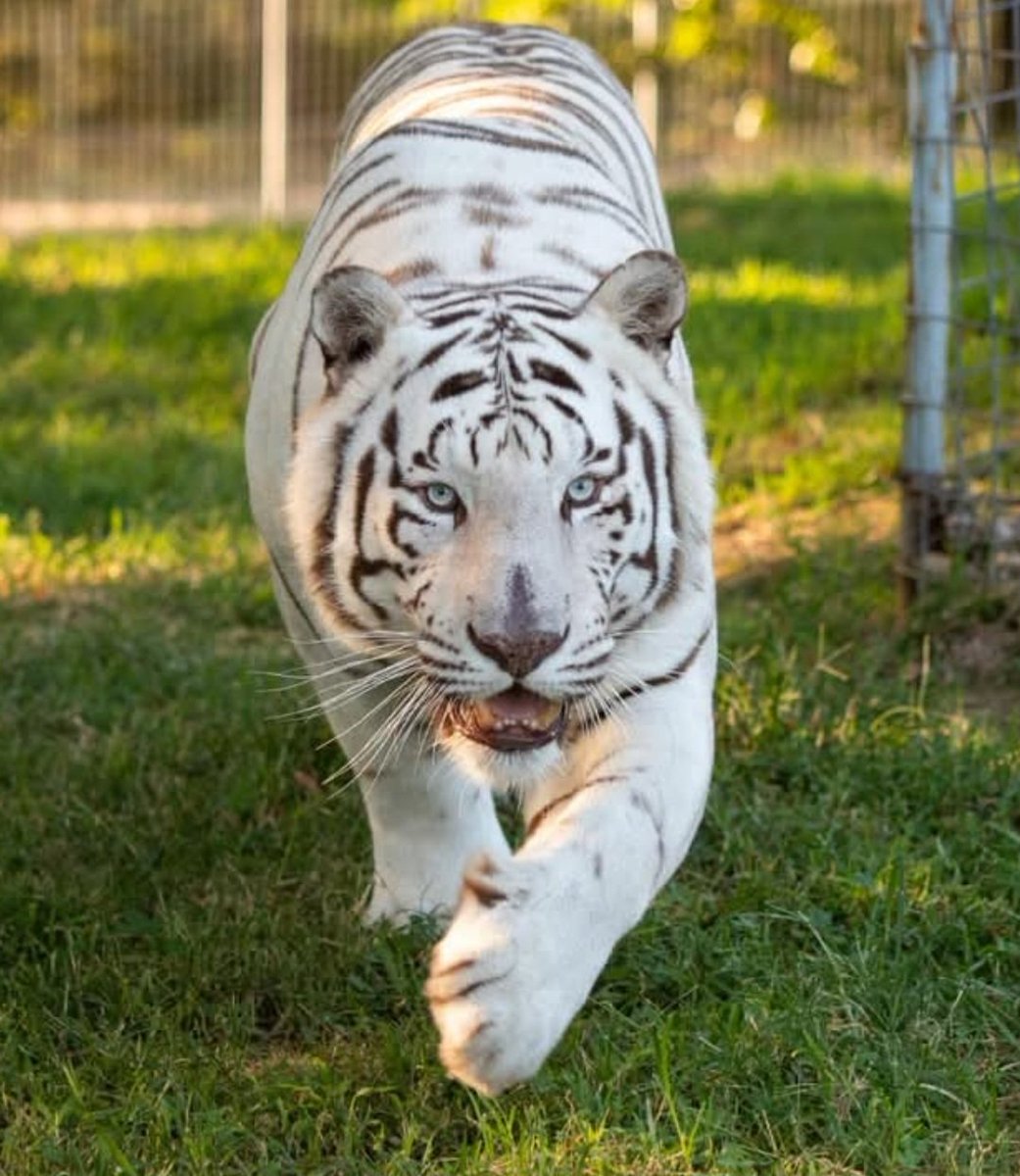 ๐บ๐ฒ๐พ๐ทclaudia๐ข๐ฌ๐ณ๐ธ (@craftyclaude) on Twitter photo Goodnight to all my dear friends on X as we move into Siberian Tiger Sunday. I have some catching up to do on ntfctions which I bkmrkd, but what else is new?๐คฃ๐คฃ Sleep well and sweet dreams. I'll see you tomorrow. ๐โค๏ธโจ๏ธ๐ธ๐คโค๏ธโค๏ธ๐พ #TheInfamousUnseen #HumaneWorldForAnimals Goodnight to all my dear friends on X as we move into Siberian Tiger Sunday. I have some catching up to do on ntfctions which I bkmrkd, but what else is new?๐คฃ๐คฃ Sleep well and sweet dreams. I'll see you tomorrow. ๐โค๏ธโจ๏ธ๐ธ๐คโค๏ธโค๏ธ๐พ #TheInfamousUnseen #HumaneWorldForAnimals