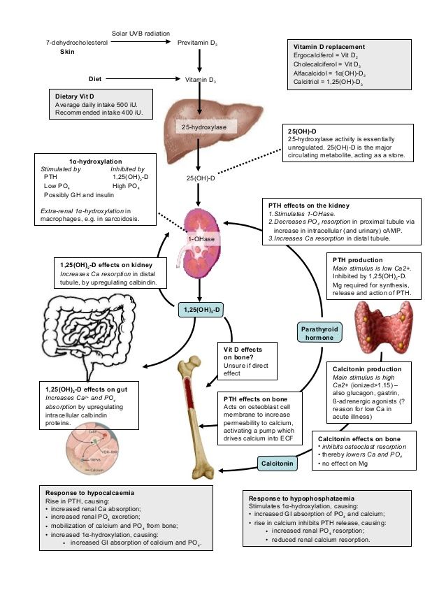 The complex interplay between Vitamin D, Parathyroid Hormone (PTH), and Calcitonin in regulating calcium and phosphate levels in the body. 

slideshare.net/slideshow/calc…