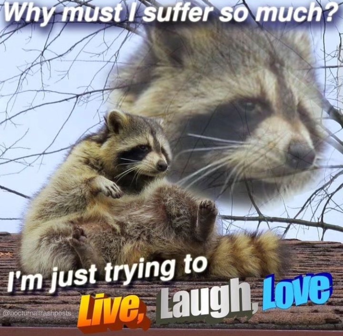 raccoon aesthetic. (@raccoonesthetic) on Twitter photo 