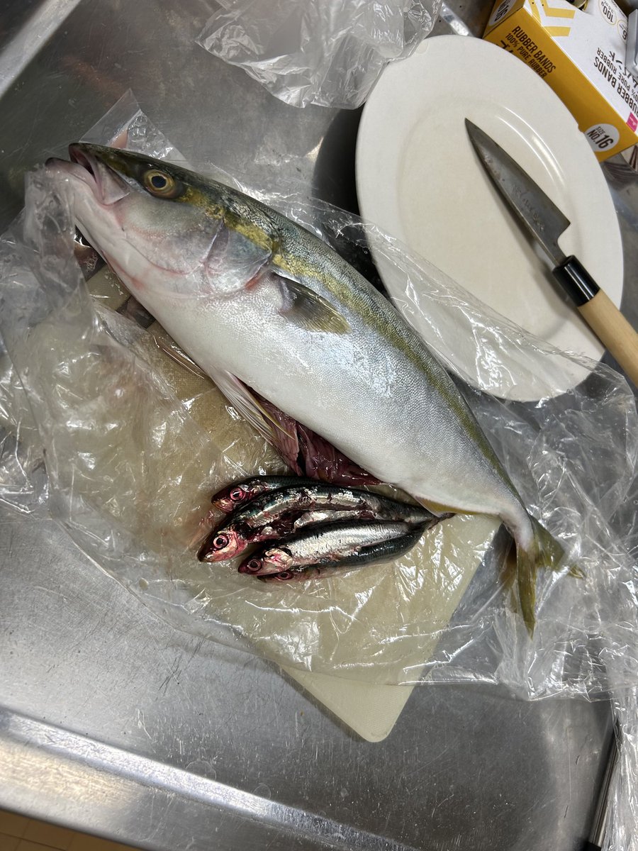 It seems his lunch was rudely interrupted. Inada (young yellowtail) with sardines in belly.