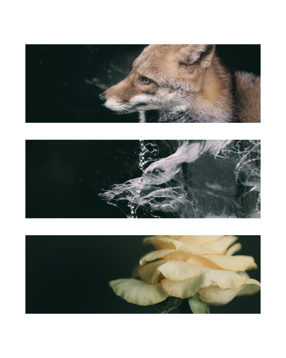 q_photograph's tweet image. 