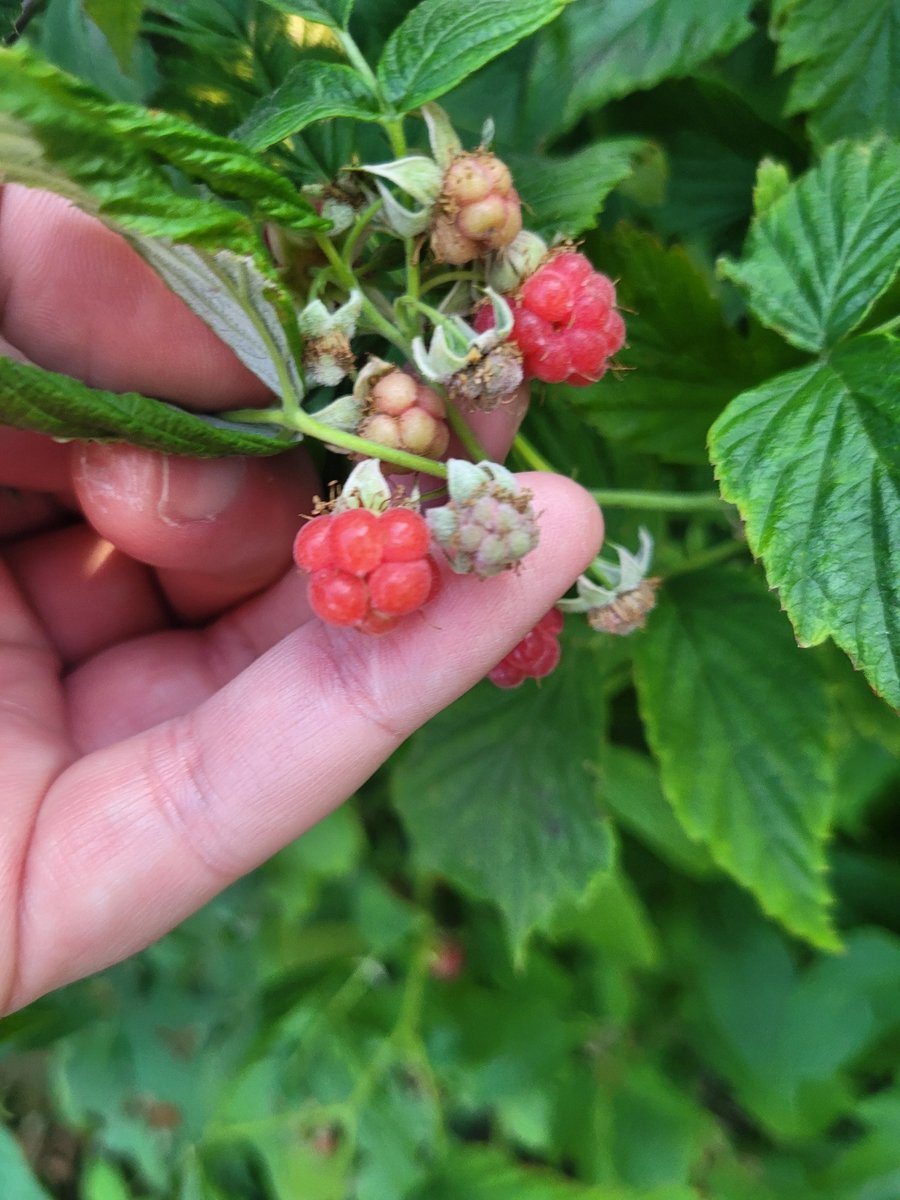 A last little bit of swedish summer yesterday

Guitar and some beers, spotted some berries, and then made a little spiky friend