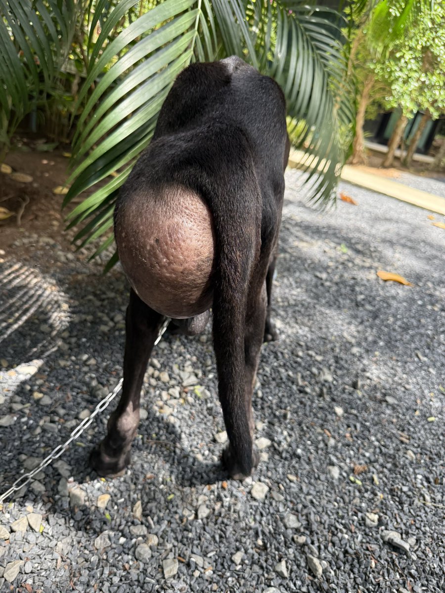 NiallHarbison's tweet image. It’s a critical few days for Tank 🤞 

We are very hopeful that we can save him but his life hangs in the balance.

He’s being so brave… (1/7) 🧵