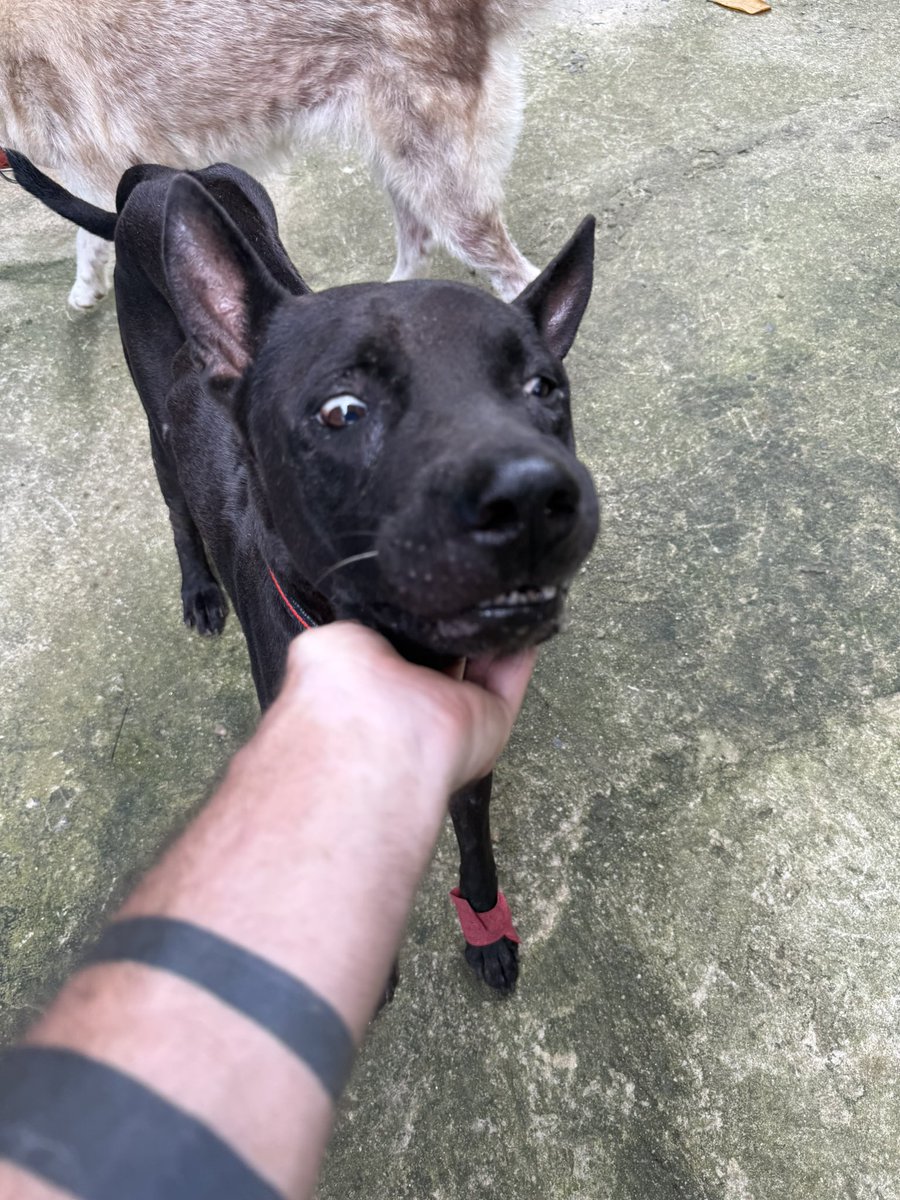 NiallHarbison's tweet image. It’s a critical few days for Tank 🤞 

We are very hopeful that we can save him but his life hangs in the balance.

He’s being so brave… (1/7) 🧵