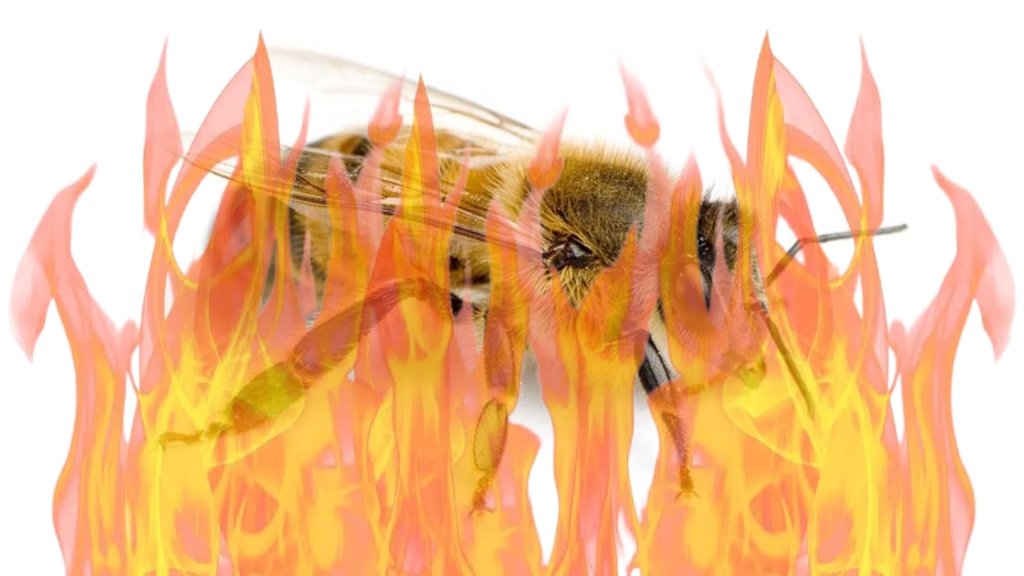 12,000 angry bees tweet media