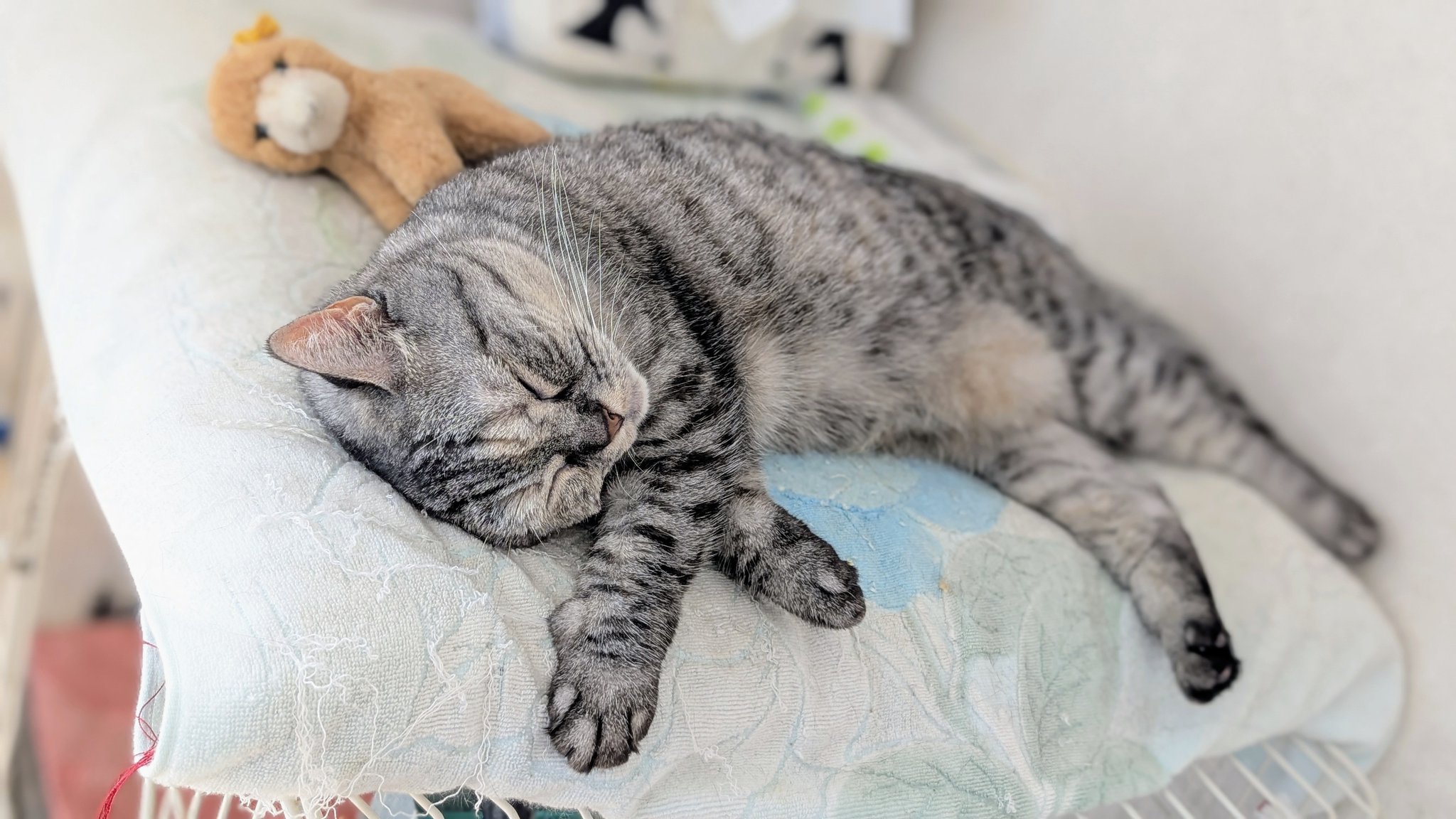 ビンテージフェントンの猫★這っている猫（fe07_1) ビンテージフェントンの猫☆這っている猫（fe07_1) 2025年最新