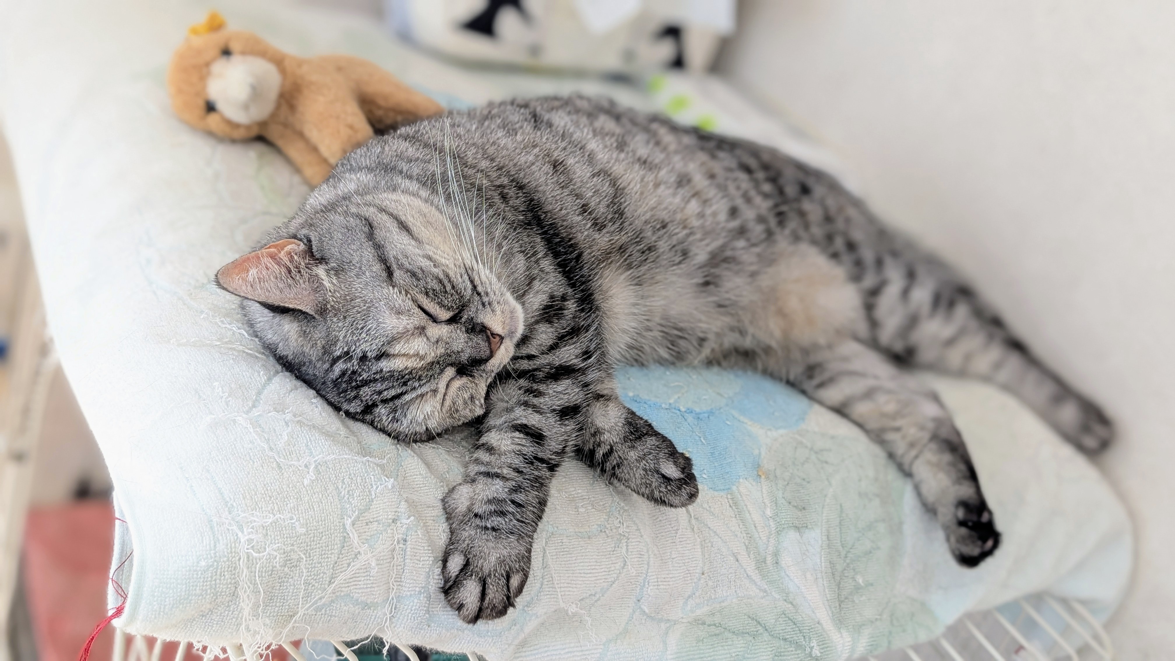 ねこさん⚡(ΦωΦ) (@catnap707) / X