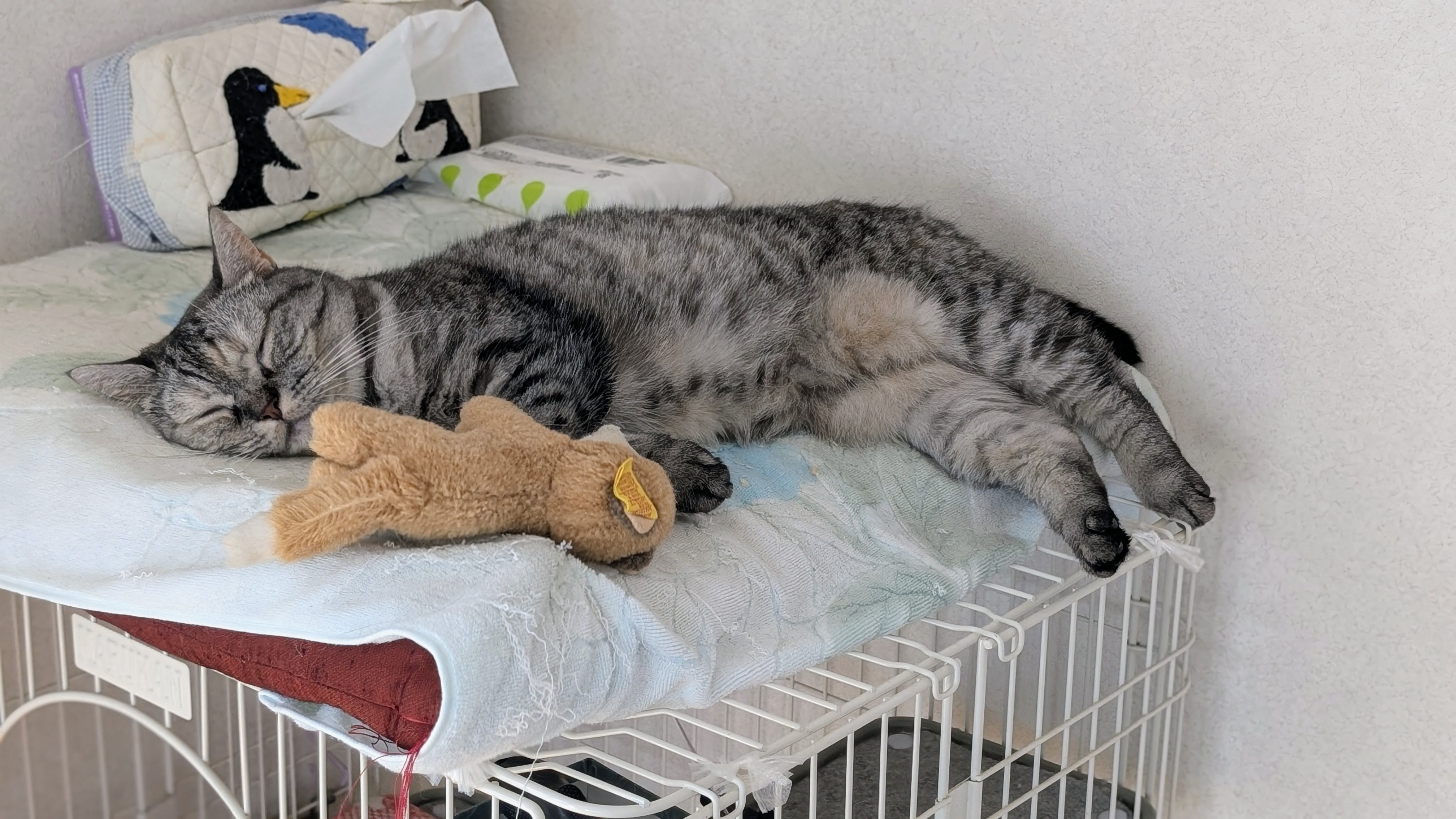 【猫さん】 ねこさん⚡(ΦωΦ) (@catnap707) / X