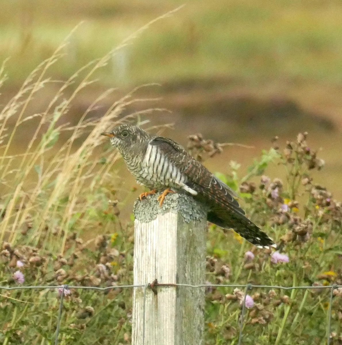 Cuckoo still here in South Uist! The latest I've seen one before heading to Africa. Must be the strong southwesterlies keeping it back 💚