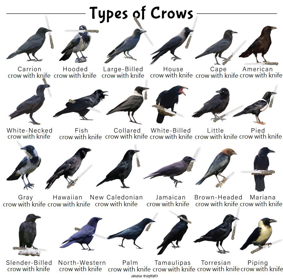 crow with knife