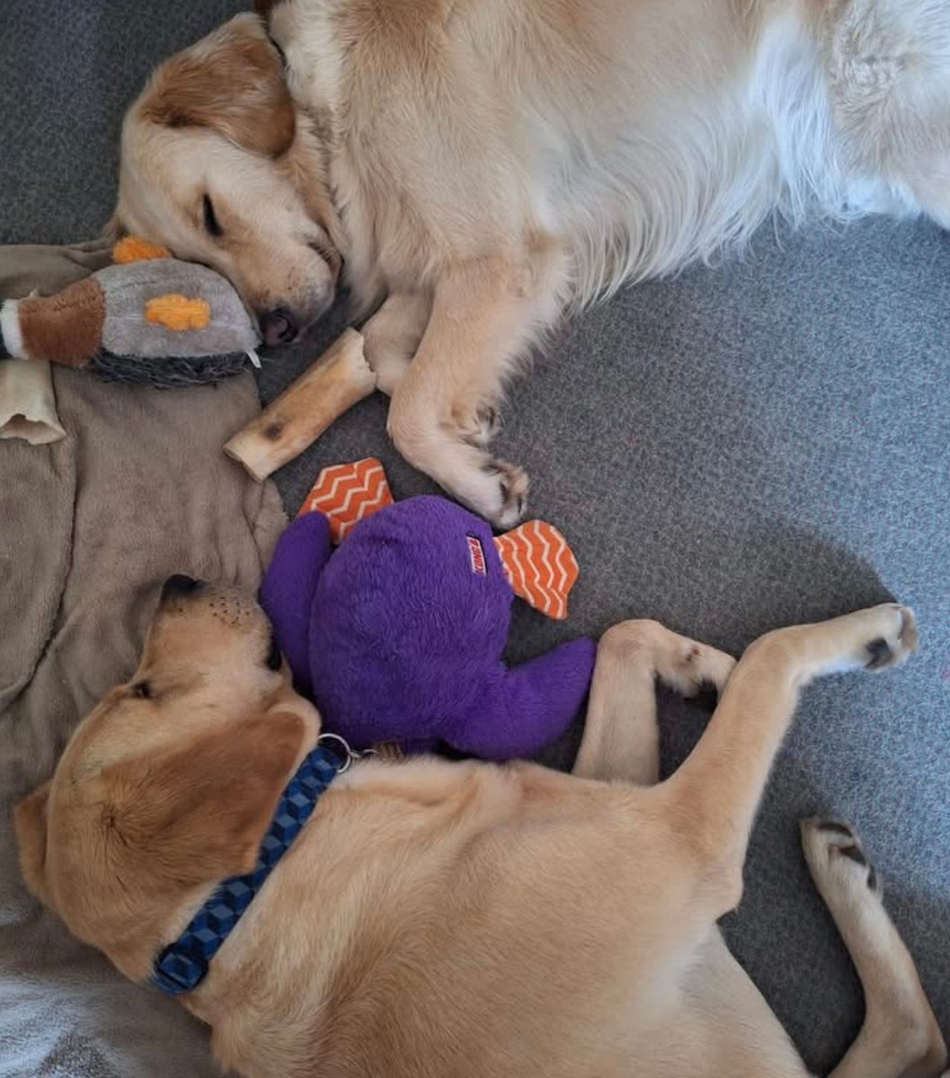 #SleepySunday These two look all played out!

#Chorley #GuideDogsUK #GuideDogs #GuideDogsForTheBlind