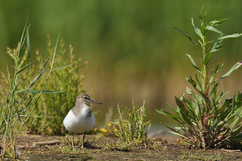 Goedemorgen. 
Vandaag op uitnodiging naar AZ- Groningen.  Nog steeds niet helemaal fit, maar ik ga uit van een positieve ontwikkeling 😂.

Dit is een Oeverlopertje van gisteren.

Fijne zondag ☀️🍀