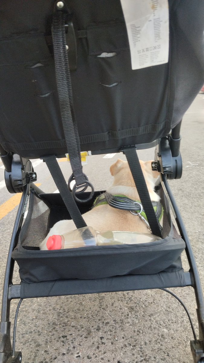 DeviGib's tweet image. And Rocky was made for the passenger princess life 👑