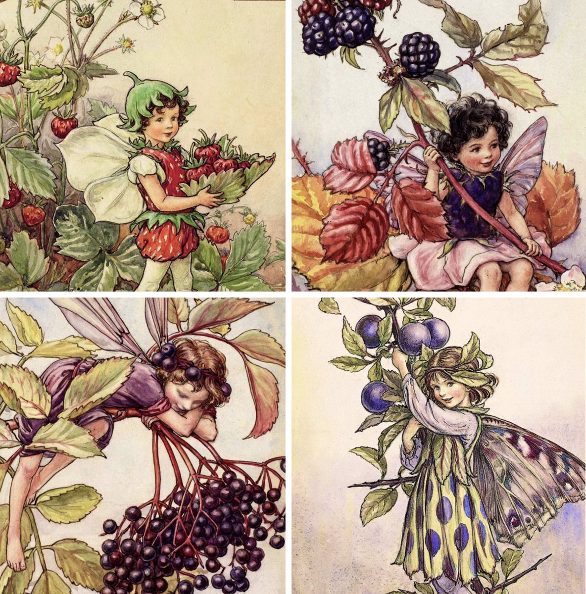 Flower fairies of the late summer/early autumn - here are strawberry, blackberry, elderberry &amp; sloe. #FolkloreSunday 
Illustrations by Cicely Mary Barker