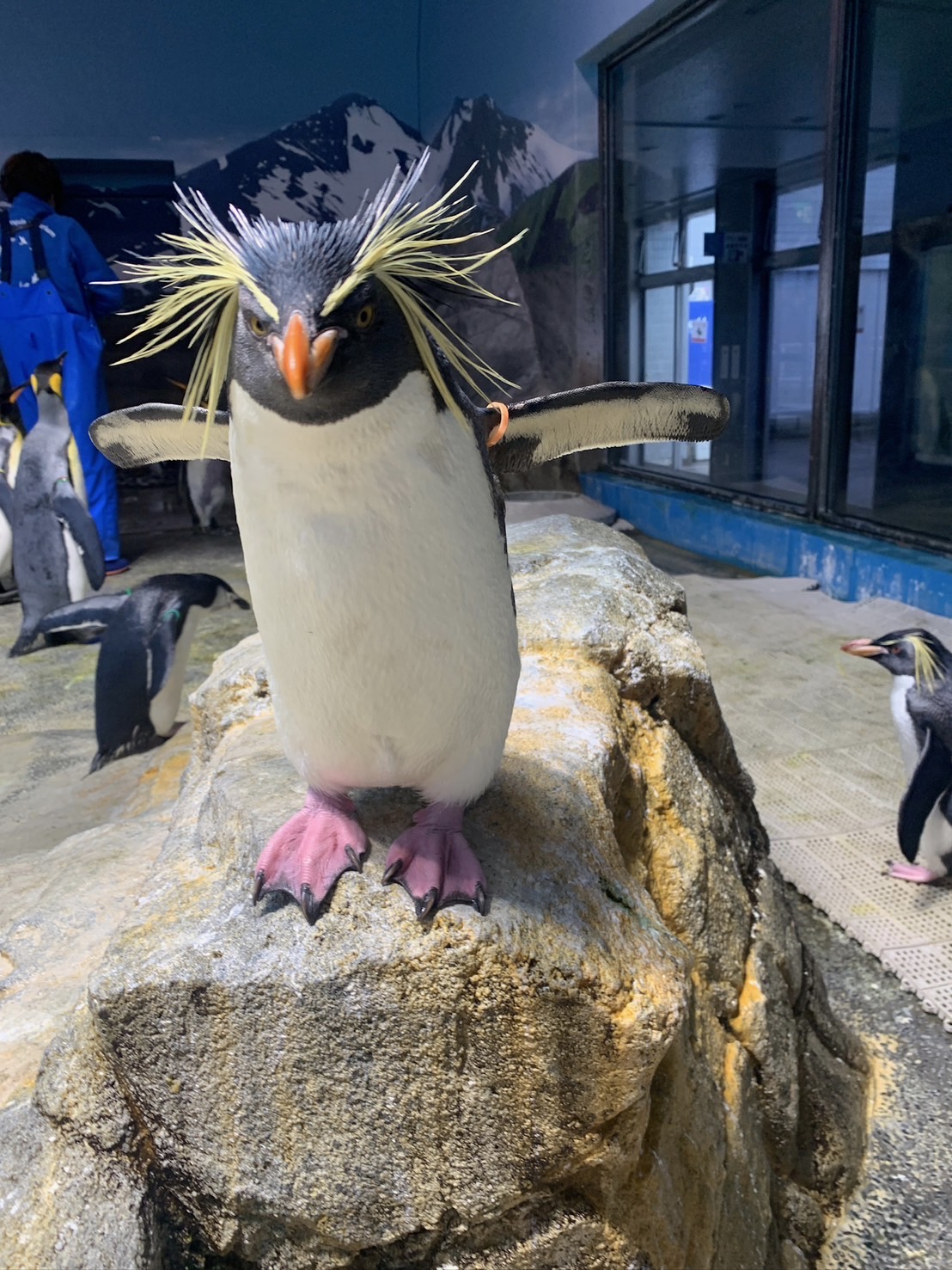ペンギン剥製 広島市安佐動物公園【公式】 on X: 