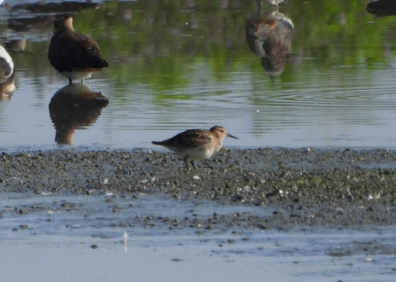 York Birding (@yorkbirding) on Twitter photo A Pectoral Sandpiper on the pool at Wheldrake Ings this morning
<a href="/LDV_NNR/">LDV NNR</a> <a href="/YorkBirding/">York Birding</a> <a href="/nybirdnews/">NorthYorksBirdNews</a> A Pectoral Sandpiper on the pool at Wheldrake Ings this morning
<a href="/LDV_NNR/">LDV NNR</a> <a href="/YorkBirding/">York Birding</a> <a href="/nybirdnews/">NorthYorksBirdNews</a>