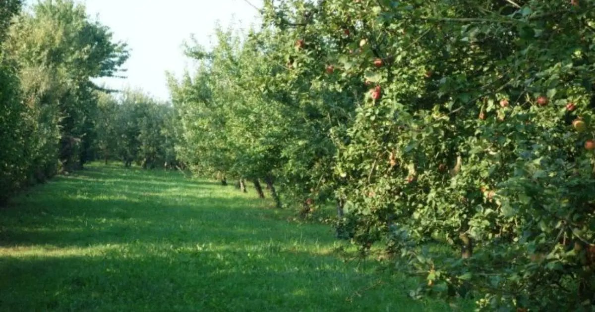 Algeria_invest1's tweet photo. L’Algérie, classée 23e producteur mondial, est le 3e plus grand producteur de pommes en Afrique 🍏, et leader de la poire 🍐 dans le monde arabe.

Lien : https://t.co/MJ3fvl2BJp

#Algérie #Agriculture #Pommes #Poires #Afrique #MondeArabe #ProductionAgricole https://t.co/Bh5trKeNlA