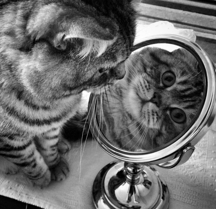 Who's that pretty girl in the mirror there ❤️ Who can that attractive girl be 🎶🎶

#cats #CatsofTwittter #CatsLover #CatsOnTwitter
