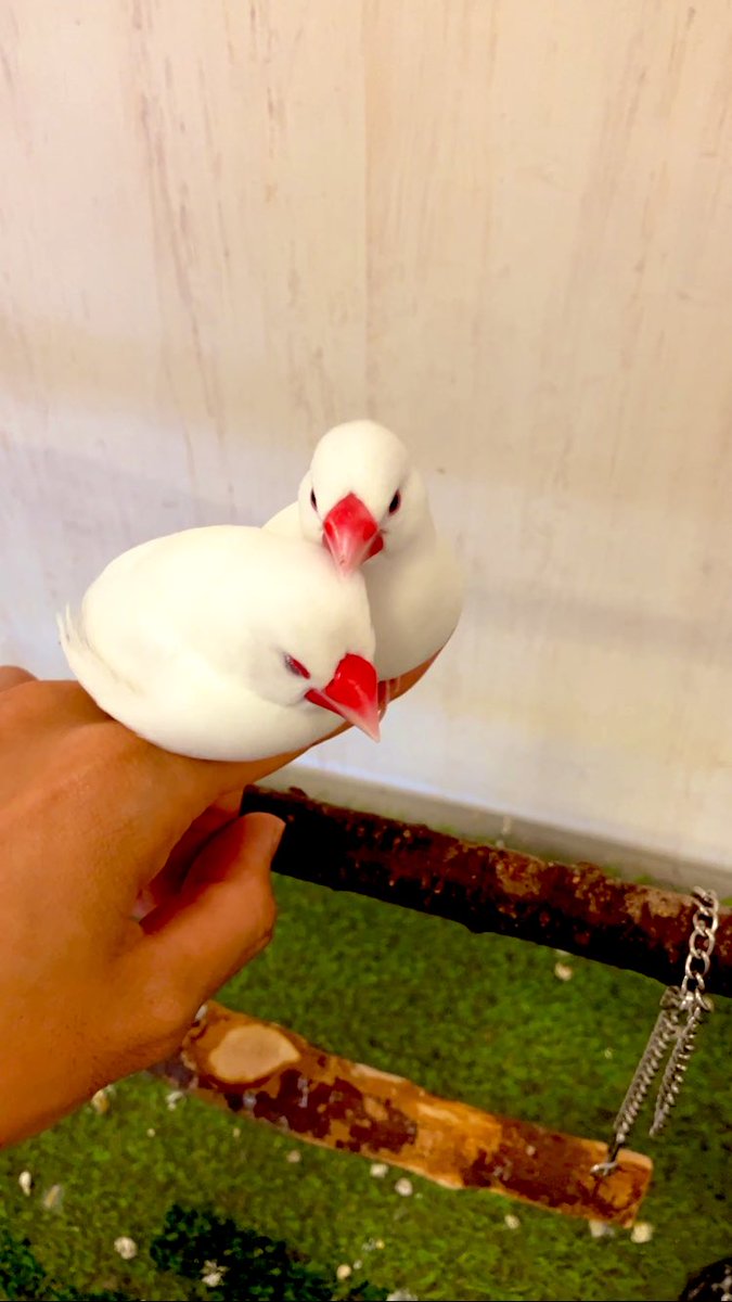 kippppppppppei's tweet photo. ダブル文鳥
全然降りないんだが
てか片方寝てね？ https://t.co/e9OpogezuB