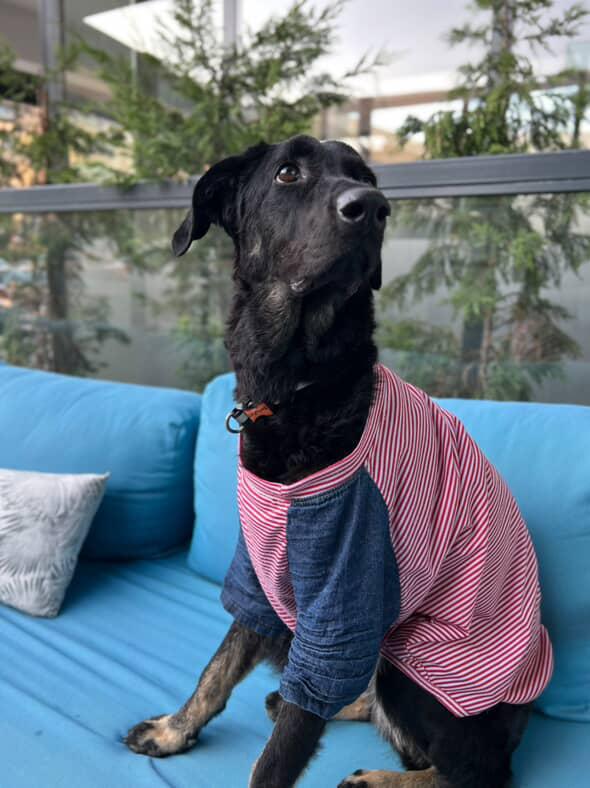 YUVA ARANIYOR 
1 Ekim dogumlu, dişi, kisir, aşilari tam, çipli, tuvalet egitimli. Hep evde bakildi, ince, narin yapili, orta boy bir genç kiz. Herkesle iyi anlaşir, havlama huyu yok. Lütfen kendinizi ayrintili şekilde tanitan mesaj atin.
📍ANKARA
☎️0554 797 49 77