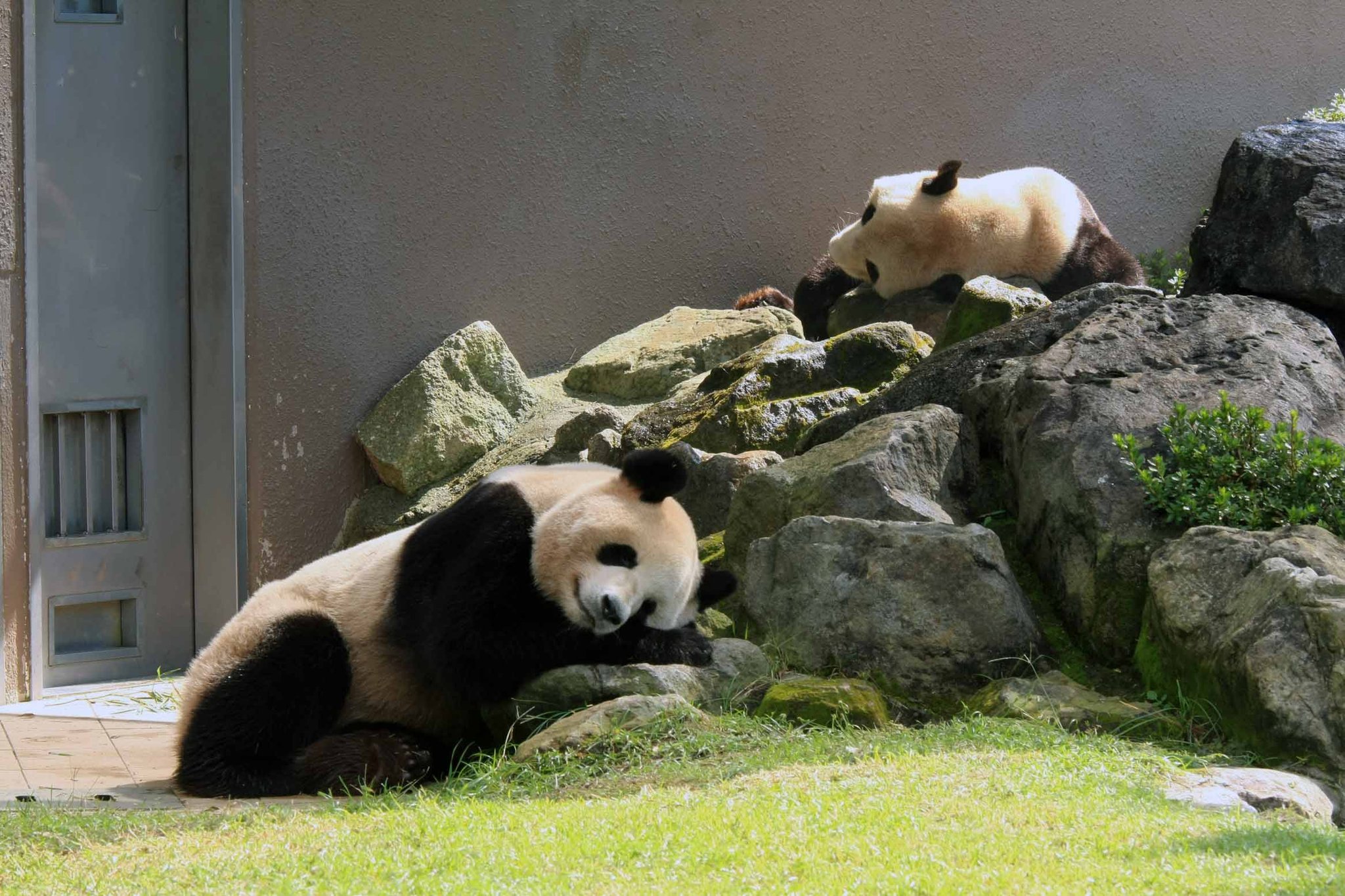 pandaloveclub - البحث / X