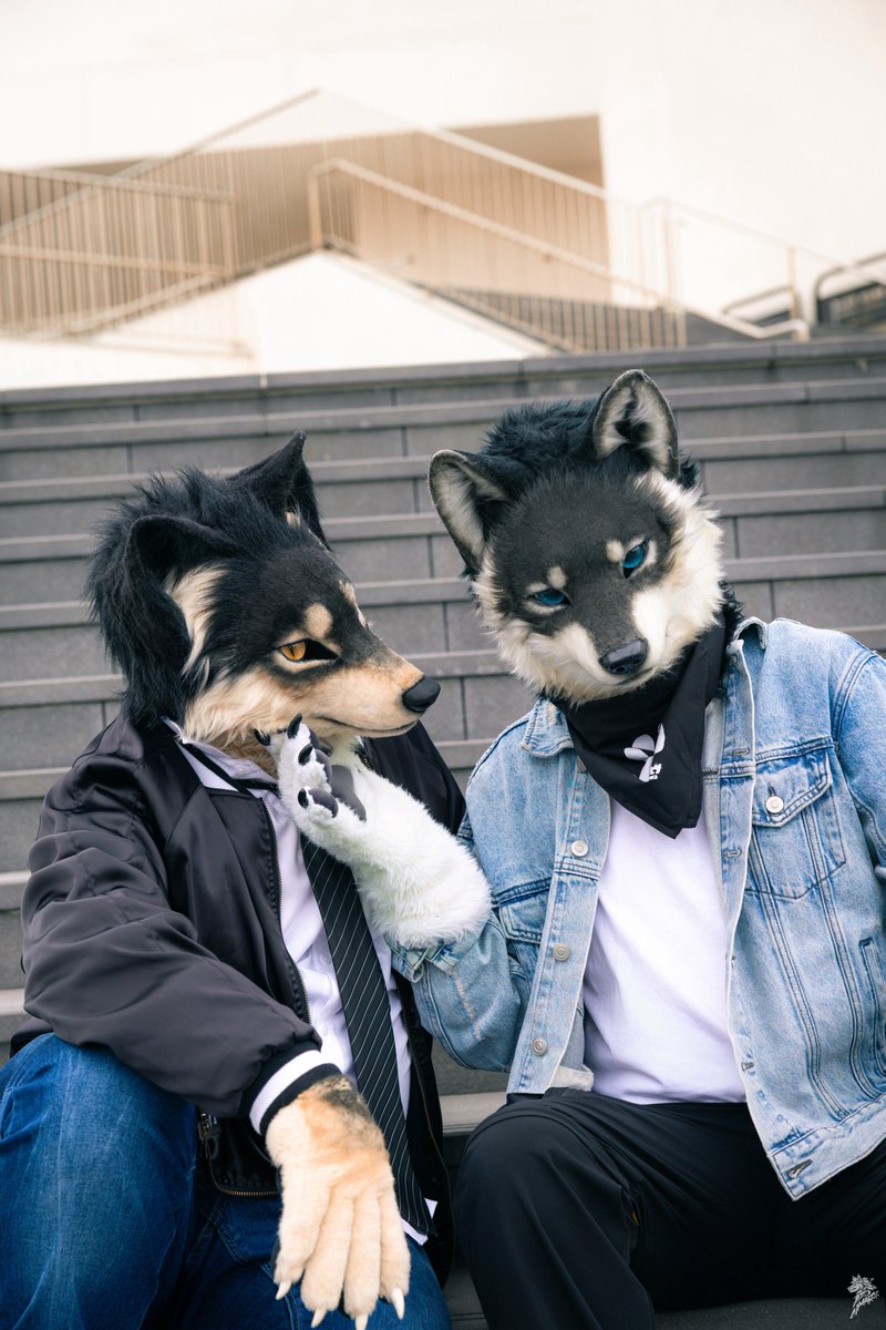 こっち見て。
📷 <a href="/chiuwolf/">Wolf Chiu</a> 
#FursuitEveryday #創造トリアノン