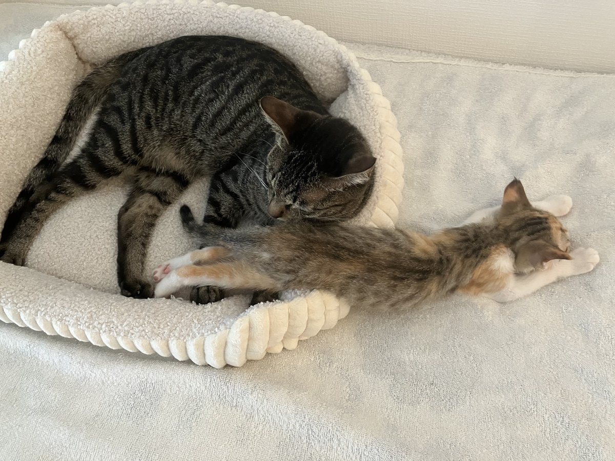 子猫がベッドから流れ出てた。猫は液体