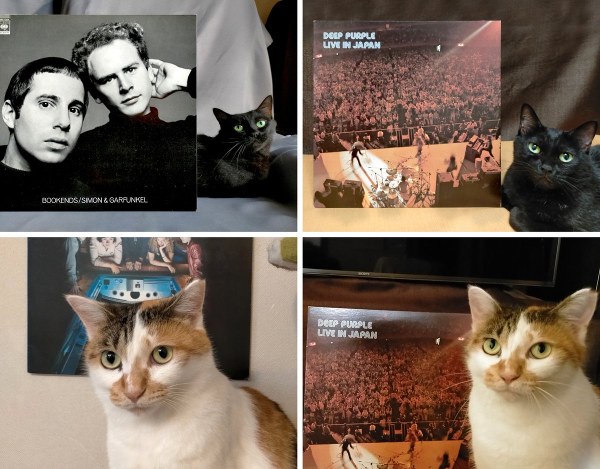 #猫とレコード
今週のアウトテイク

鑑賞のポイント
左上：構図全体に漂うコレジャナイ感
右上：雰囲気と合ってない、なつのカメラ目線
左下：なにか思いついたようで、たぶん思いついてない、ひなの表情
右下：なぜか得意げな、ひなの表情

今週もありがとうございました🐾

#黒猫 #三毛猫