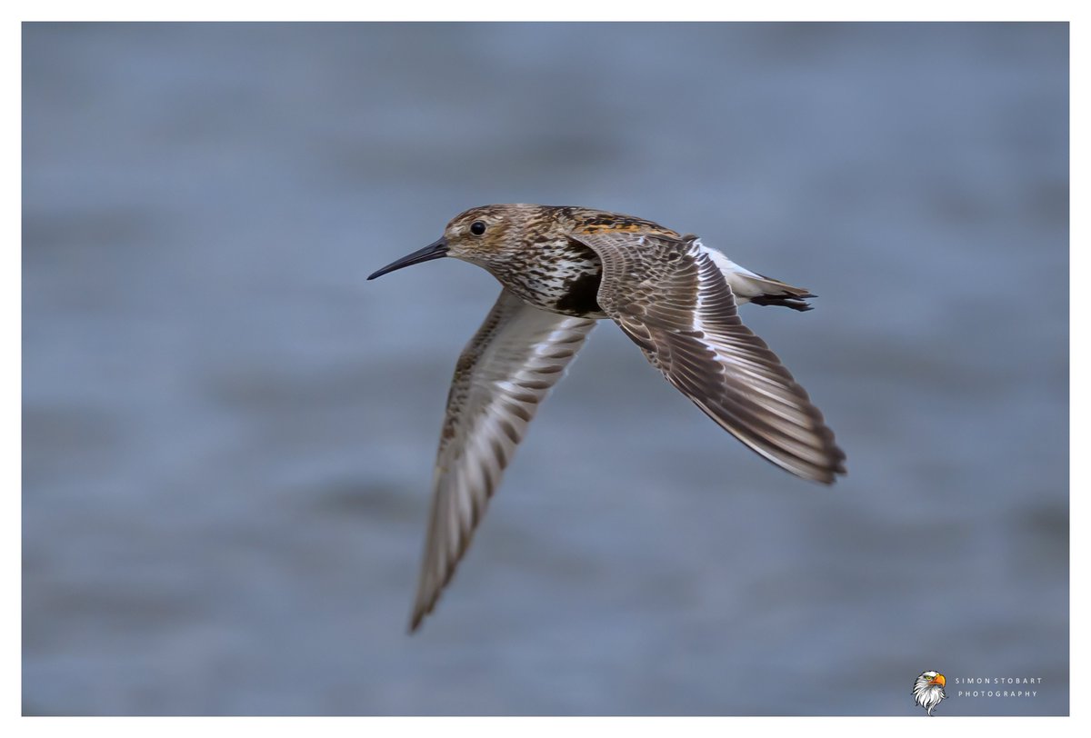 πππ’π€π£ ππ©π€πππ§π© π¦π¦π¦ (@sherburnsi) on Twitter photo Dunlin on Teesside the other day.
<a href="/teesbirds1/">teesbirds</a>
<a href="/teeswildlife/">Tees Wildlife</a>
<a href="/DurhamBirdClub/">Durham Bird Club</a>
<a href="/Natures_Voice/">RSPB</a>
<a href="/NatureUK/">NatureUK</a>
<a href="/WildlifeMag/">BBC Wildlife</a>
<a href="/BBCSpringwatch/">BBC Springwatch</a>
<a href="/NTBirdClub/">Northumberland & Tyneside Bird Club</a>
<a href="/UKNikon/">Nikon UK & Ireland</a>
#naturephotographyday #birds #wildlifephotography Dunlin on Teesside the other day.
<a href="/teesbirds1/">teesbirds</a>
<a href="/teeswildlife/">Tees Wildlife</a>
<a href="/DurhamBirdClub/">Durham Bird Club</a>
<a href="/Natures_Voice/">RSPB</a>
<a href="/NatureUK/">NatureUK</a>
<a href="/WildlifeMag/">BBC Wildlife</a>
<a href="/BBCSpringwatch/">BBC Springwatch</a>
<a href="/NTBirdClub/">Northumberland & Tyneside Bird Club</a>
<a href="/UKNikon/">Nikon UK & Ireland</a>
#naturephotographyday #birds #wildlifephotography