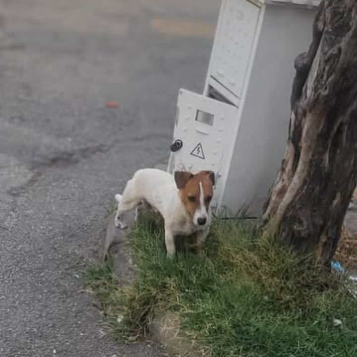 patiarkadas's tweet photo. Merhabalar, bu bebiş yaklaşık 10 gündür sokakta, sahibi tarafından terkedilmiş çok canayakın bir hayvan. Erkek, yaşına dair bir bilgim yok. Sokakta uzun süre yaşayabileceğini düşünmüyoruz. istanbul Taşdelen.

İnstagram @_denizkurnaz 

#SokakHayvanlarıSahipsizDeğil https://t.co/Qk8NQ5V5n2