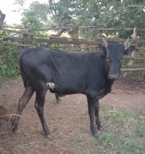 Religion, Skuls &amp; prisons it's believed that they have killed a lot of pple's dreams so don't kill ur dreams. I began my bull project in 2022 with 2bulls &amp; my dream is having 5000bulls both for breeding &amp; fattening.someone sent me these pic of the bulls I want u guys to give the