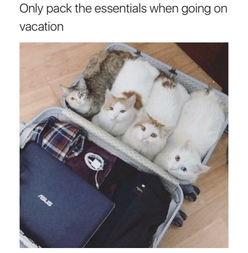 WholesomeMemes (@wholesomememe) on Twitter photo 