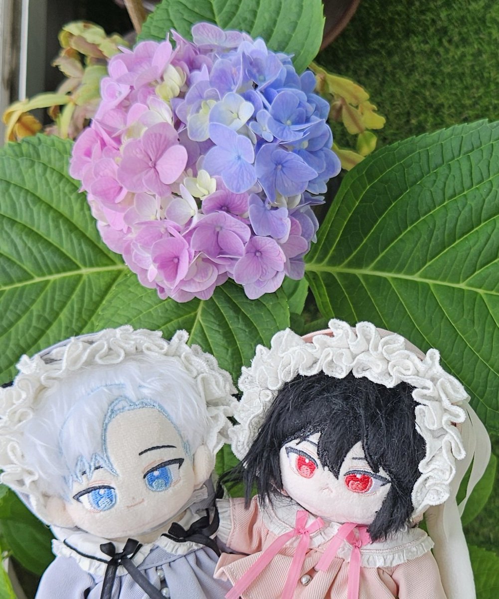 집에있는 수국색이 엄청 신기하게폈는데 자컾색이라길래 지기전에 후딱 찍어보기