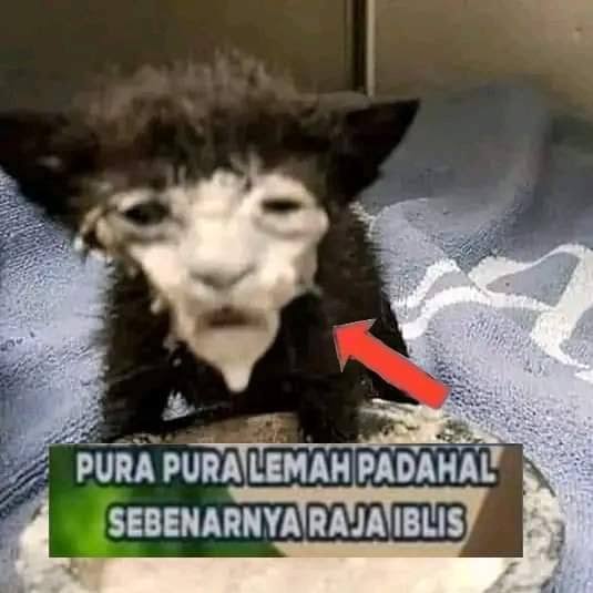 makasih mimi atas lukanya 💔💔💔