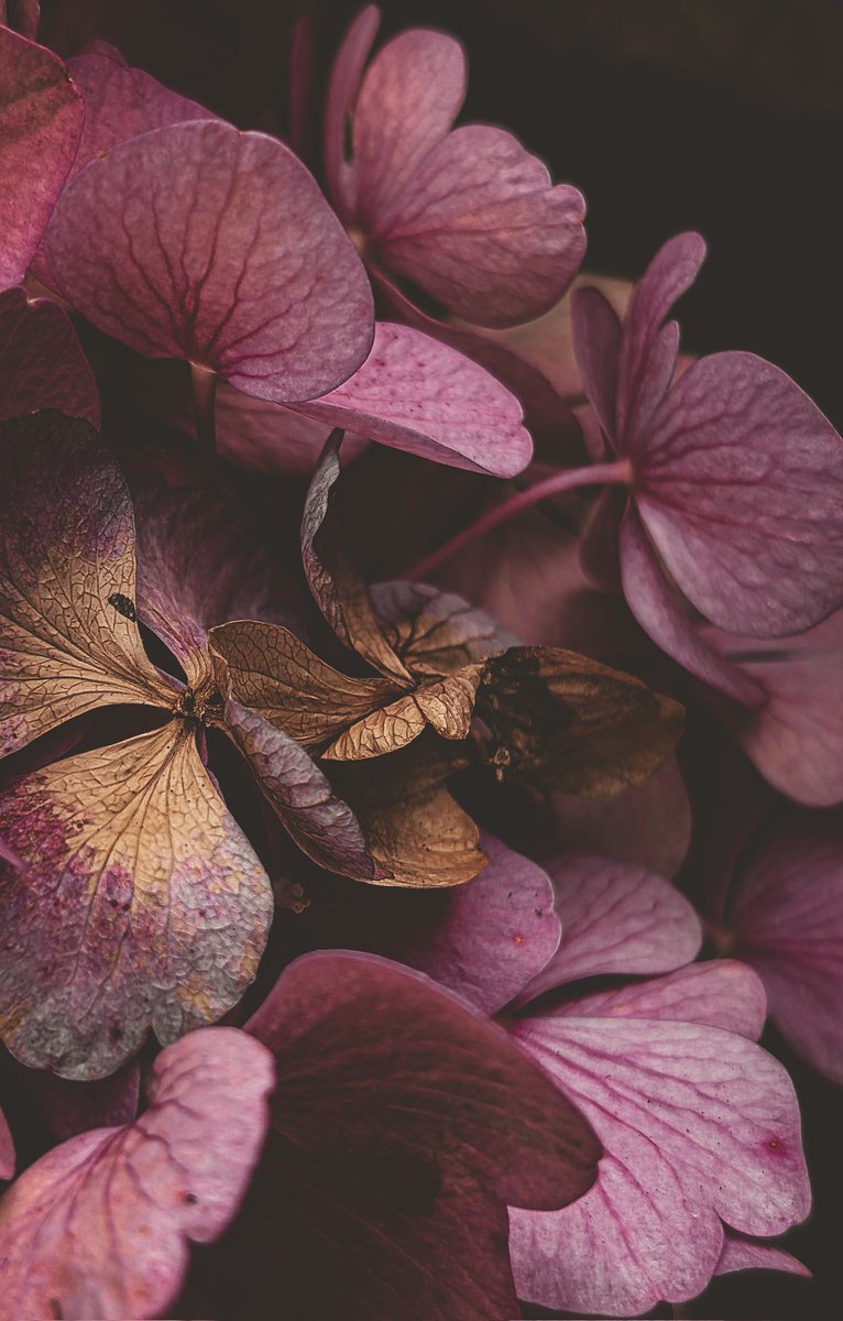 When summer begins it's ending 
#macro #nature #photography