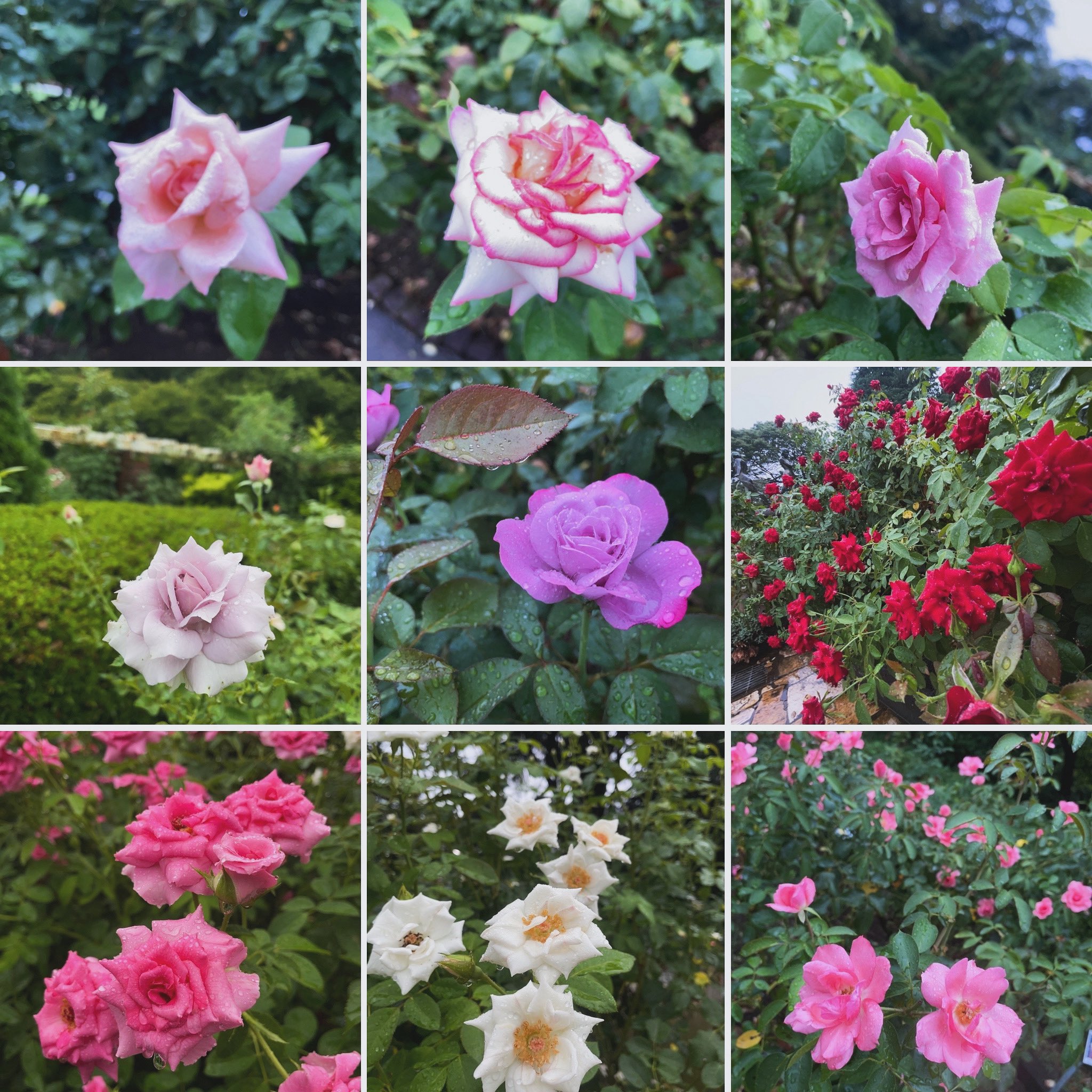 薔薇 ☆*.+゜ ead7b4d99c9c594a41d81cbd71c17a