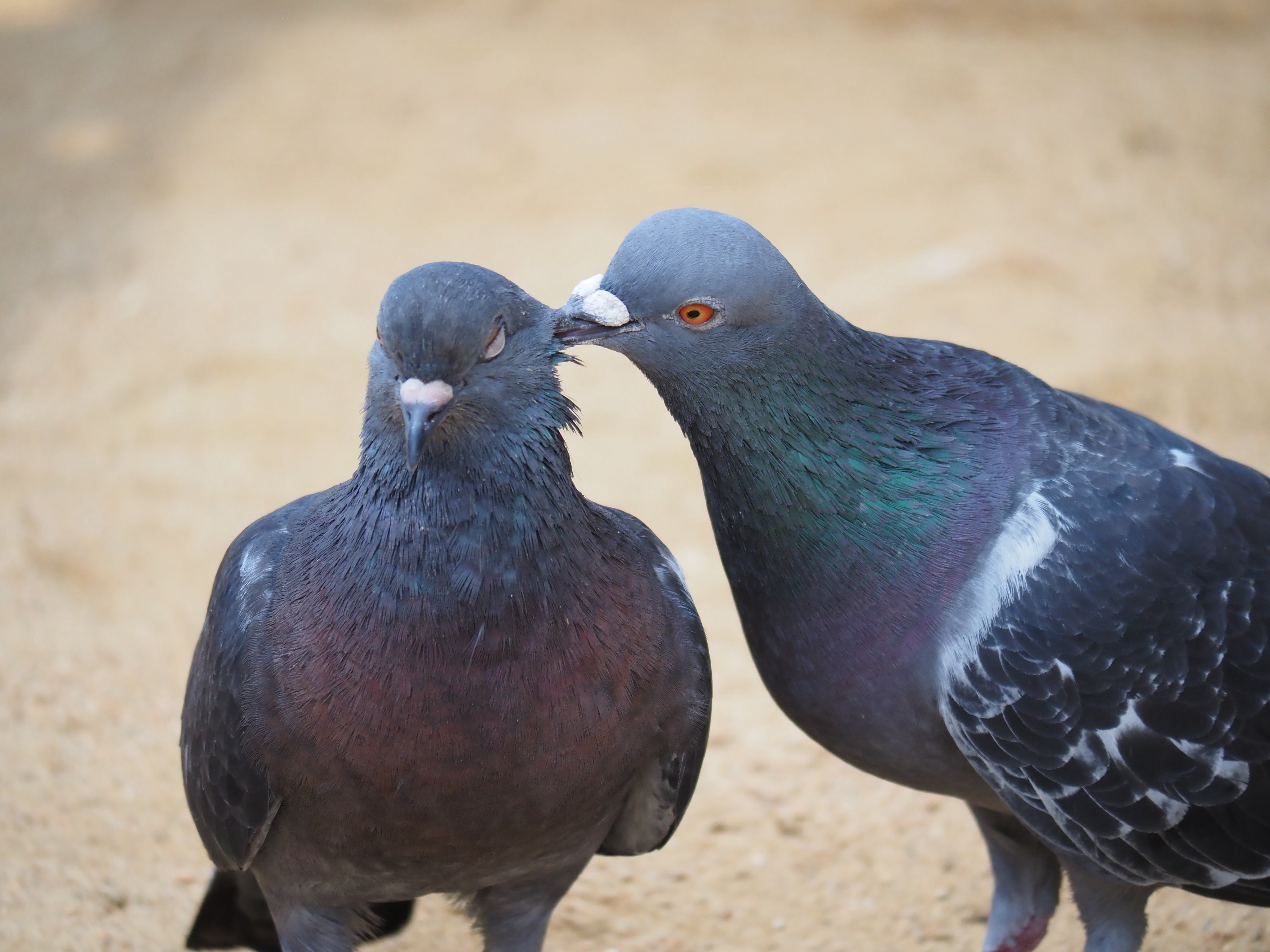 PIGEON&PEACE / はと森ハト ニュージーランドバト - eBird