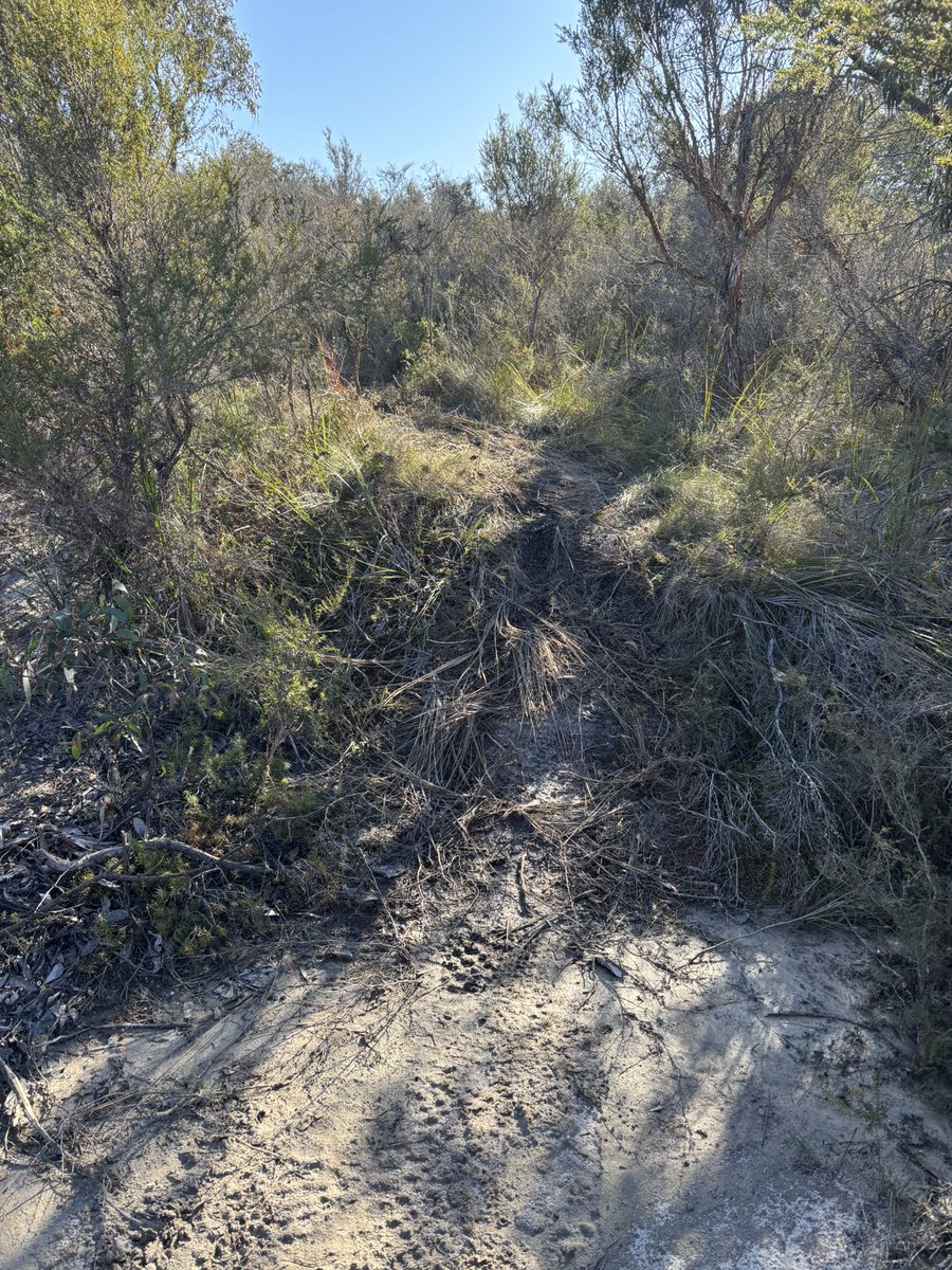 ReclaimAnglesea's tweet photo. Beautiful day for a hike on the Yan wirring mirr loop walk in the #Anglesea Heath.🌱
Shame the @JacintaAllanMP government cuts to @ParksVictoria mean irresponsible trail bikes are using the designated walking track to access a permanently closed track.
#springst @Steve_Dimo https://t.co/zFXhn0rDBi