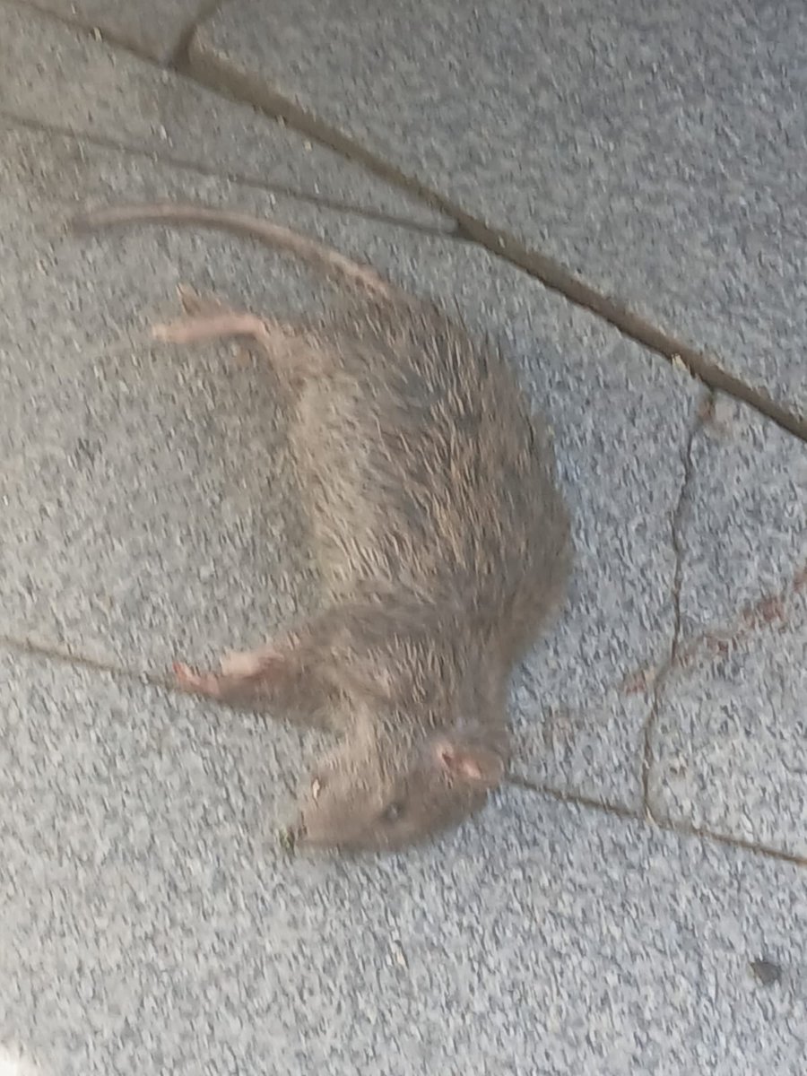 📢 Con <a href="/CandeTesta/">Candelaria Testa</a> los vecinos de Alcorcón 🟥🟩 no sólo sufren la descomposición del gobierno, también sufren la de la ciudad.

Su degradación empieza a tener graves consecuencias para la salud pública 🐀

Exigimos al gobierno tetrapartito se ponga a trabajar.